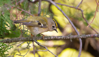 Goldcrest, regulus regulus. The bird preys on small insects in the branches of thuja