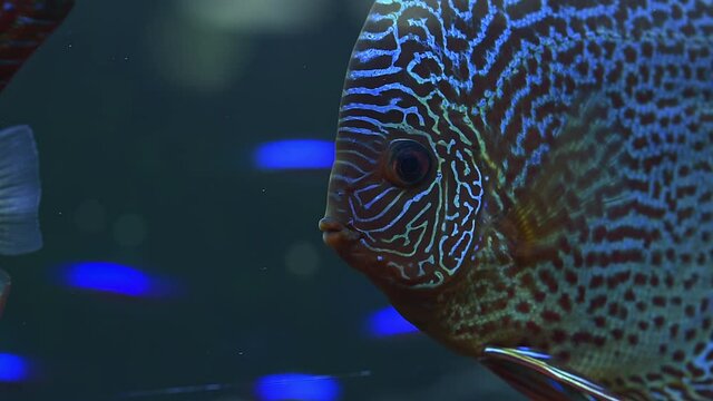Close up view of gorgeous checkerboard map discus aquarium fish. Hobby concept.
