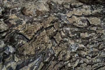 Background texture of tree bark. Skin the bark of a tree that traces cracking