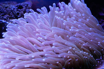 Naklejka na ściany i meble Various species of coral that are at risk of extinction are bred in aquariums. This coral will be defended until maturity before being placed in its original habitat in the ocean.
