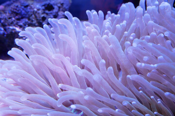Naklejka na ściany i meble Various species of coral that are at risk of extinction are bred in aquariums. This coral will be defended until maturity before being placed in its original habitat in the ocean.