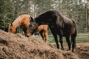 Fototapeta premium horse in the meadow