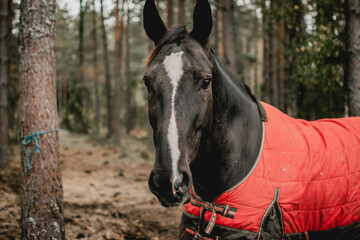 Fototapeta premium portrait of a horse