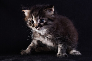 Fototapeta na wymiar black and white kitten