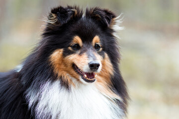 Black white with sable tan shetland sheepdog, sheltie outdoors in the field with blue sky background. Adorable small collie, little lassie. Herding dog originated in the Shetland Islands of Scotland