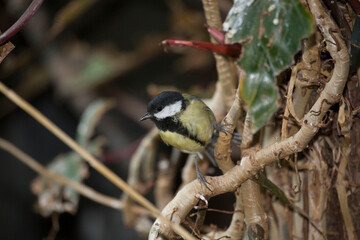 Great Tit, Parus major, perched on branch
