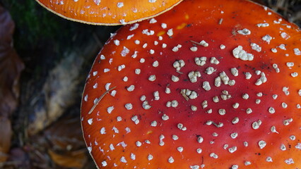 Fliegenpilz im herbstlichen Wald