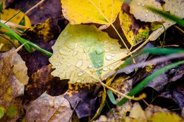 Autumn background-aspen leaves fallen leaves lying on the grass
