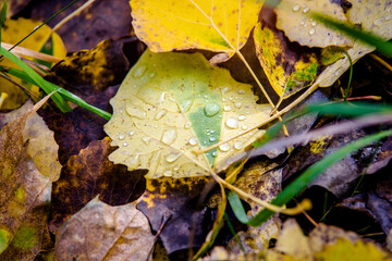 Autumn background-aspen leaves fallen leaves lying on the grass
