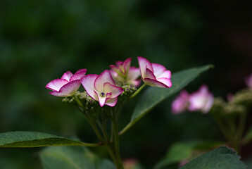 pink and white flower hydrangea