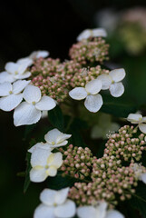 white hydrangea in the garden