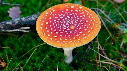 Fliegenpilz im herbstlichen Wald