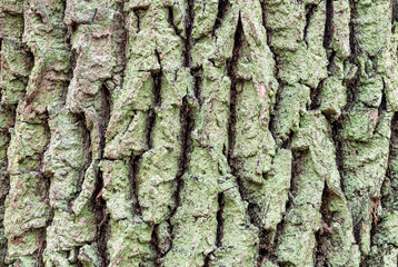 Bark of oak tree close up
