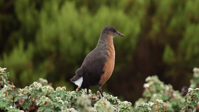 Rouget's rail (Rougetius rougetii)in Bale Mountains National Park Ethiopia