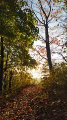 autumn in the forest