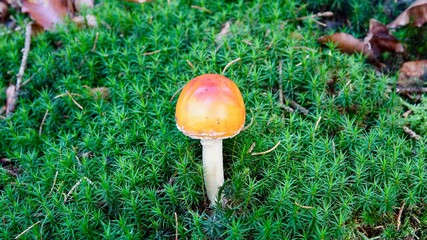 Fliegenpilz im herbstlichen Wald