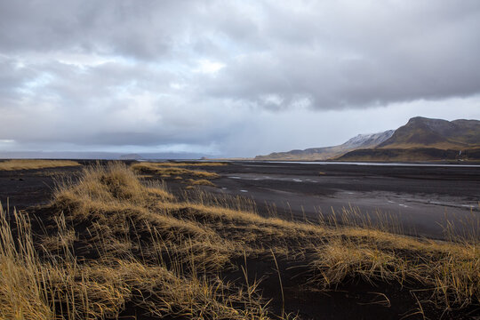 Golden grass on black sand dunes in Iceland