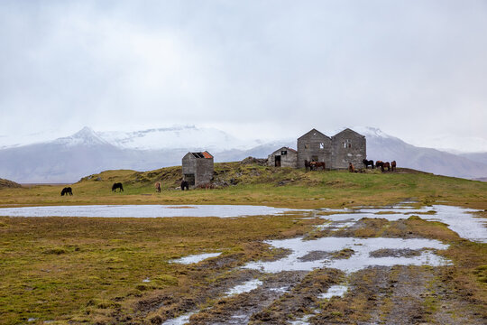 Icelandic horses grazing in rainy weather at abandoned farm