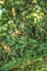Big spider in the jungle. State Of Goa. India