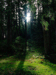 Obraz premium Sunlight in the forest