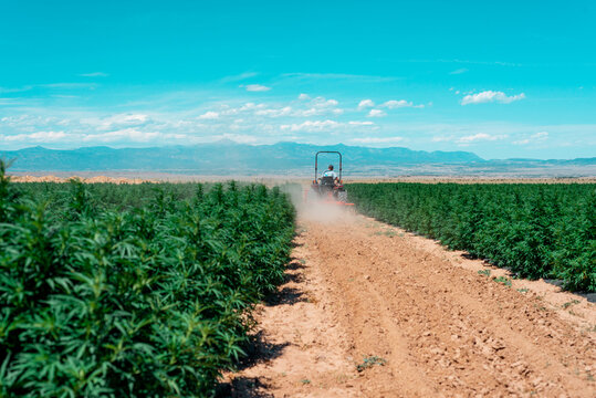 Tractor going down a hemp field