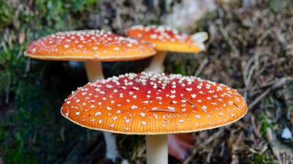 Fliegenpilz im herbstlichen Wald