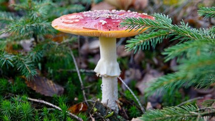 Fliegenpilz im herbstlichen Wald