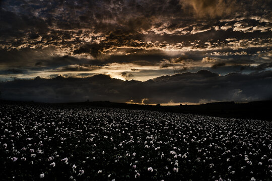 Dramatic Evening Sky With Field Of Poppies