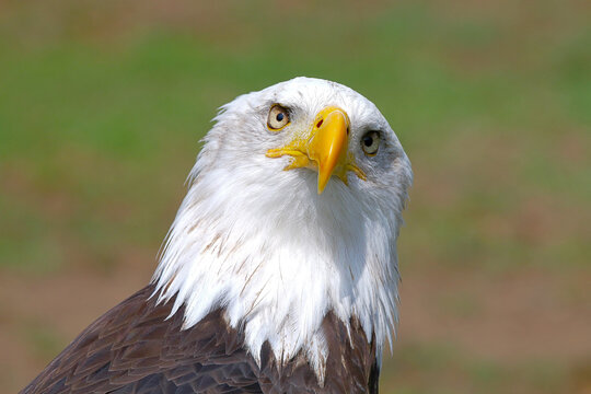 close up image of bald eagle looking at camera