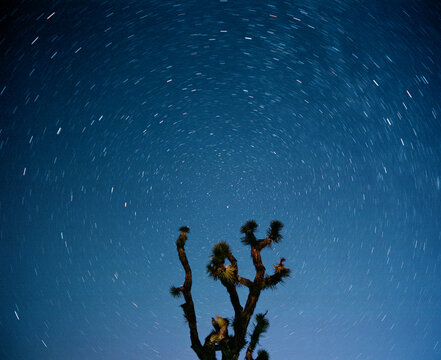 Star Trails above Joshua Tree