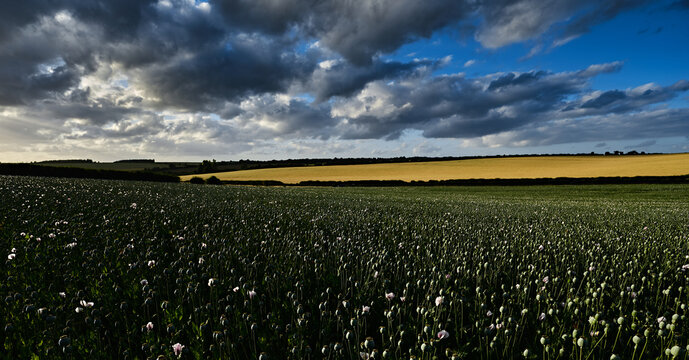 Field Of Poppies, Dramatic Sky, & Yellow Field in Background