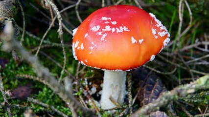 Fliegenpilz im herbstlichen Wald