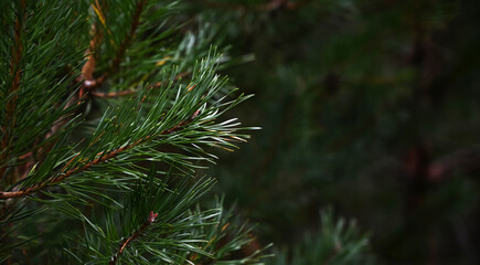 Fir tree branch close-up on defocused green background.