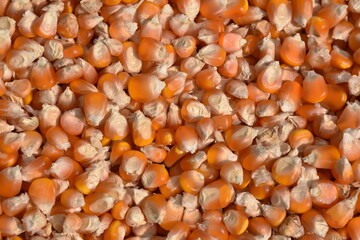 Texture of corn kernels close up