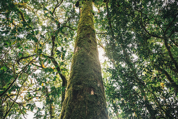 Beautiful forest in spring with bright sun shining through the trees. Green forest in the sunlight. Beautiful winter landscape in the mountains. Sunrise.