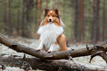 Nice sable shetland sheepdog, sheltie sitting outside in the forest at autumn time. Cute long haired lassie, small collie dog sits on a curved pine tree in the park, looking attentive and ready to go