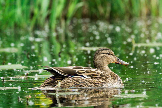 Side view of a female mallard duck swimming across Lake Washington