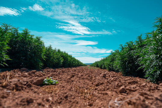 Middle Of A Hemp Field