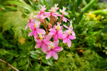 Epidendrum secundum is known as crucifix orchid.