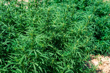 Hemp bush about to flower