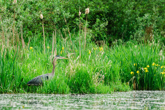 Side view of a Great Blue Heron fishing in a pond