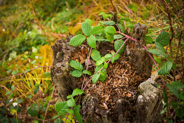 Autumn mountain landscape Wielka Racza