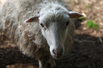 Schafe auf einer weide in Norddeutschland