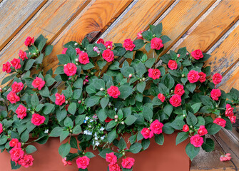 Red terry balsam flowers in pot in garden near wooden wall. Impatiens balsamina, also known as busy Lizzie, sultana or simply impatiens.  Floriculture or gardening concept, blossoming plant