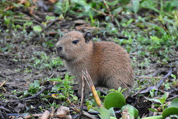 Naklejka na ściany i meble Capybara in the Pantanal, Brazil