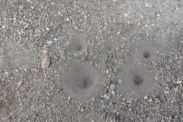 Holes of small insects, Ant lion's larva on the ground. Animal traps