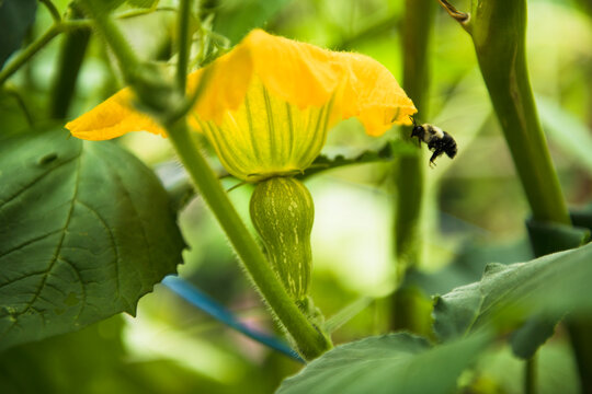 Bees pollinating Butternut Squash Blossoms in a home garden