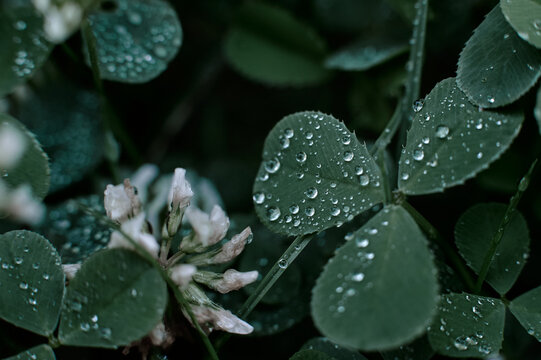 dew drops on a green leaf between flowers
