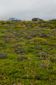 Two compact suv's parked on top of green flower covered hillside
