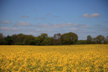 Gelb blühendes Raps Feld im Frühling